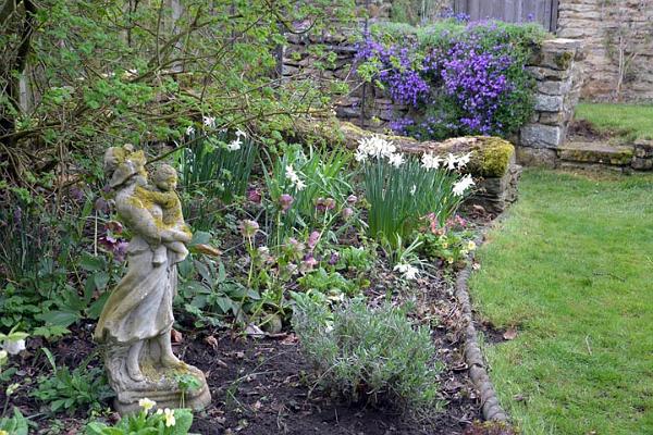 7. Hellebores still blooming.jpg